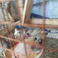 فنچ کینگ|پرنده|فسا, |دیوار