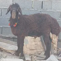 بره نر