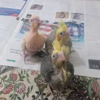 فروش جوجه عروس ۲۵روزه