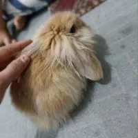 خرگوش مینی لوپ پشمالو