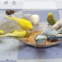 مرغ عشق و فنچ خاص