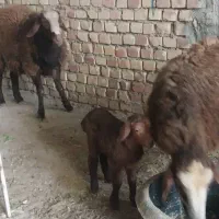 کفتر دم سفید