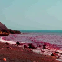 تورقشم ویژه زمستان افری