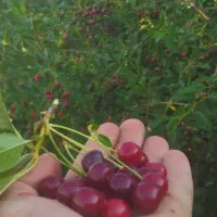 فروش آلبالو به صورت کیلویی وتناژ