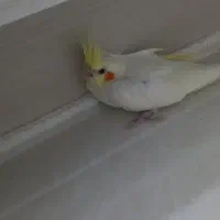 عروس هلندی