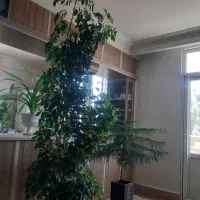 گل شفلرا|گل و گیاه طبیعی|نیشابور, شهرک جانبازان|دیوار