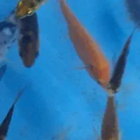 ماهی‌کوی|ماهی|مشهد, چهارچشمه|دیوار