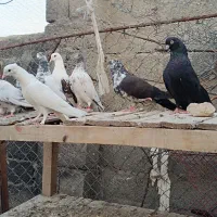 8عدد کبوتر عالی و ضمانتی