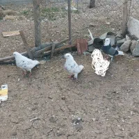 دو عدد سرور یدونه شازده ماده