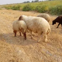 قوچ