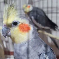 عروس هلندی