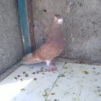 گوره نر