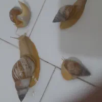 چهار عدد حلزون شکل هم