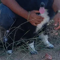 توله نر ژرمن شپرد سیاه و ماده عراقی یکساله