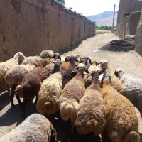 میش جوان داشتی