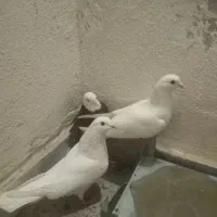 کفتر شازده و پتی
