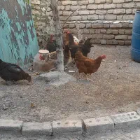 مرغ ی ساله تخمگذار