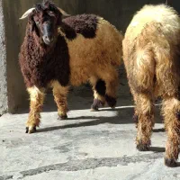 بره بختیاری هم برا داشت هم کشت