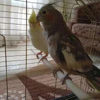 عروس هلندی