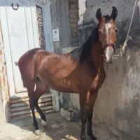 اسب مادیون پرخون نوه کامران بزرگ با برگه کشش