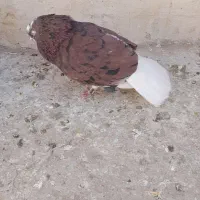 گفتر حسابی