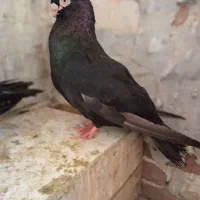 یک جفت صرب اصل