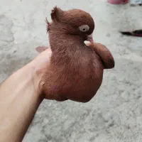کبوتر
