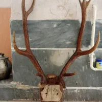 سر کله گوزن