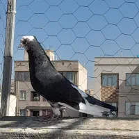 کبوتر گرفتنی  مفلق۲ عدد
