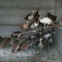 جوجه طاووس و...