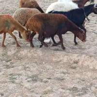 میش|حیوانات مزرعه|نیشابور, مبارکه|دیوار