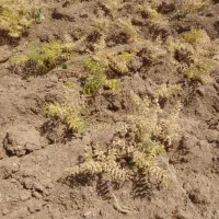 نخود تمیز بوجاری شده