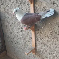 کلاغ کاکل نر