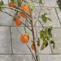 پرتقال