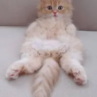 بچه گربه پرشین ماده