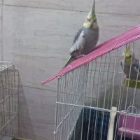 عروس پاریس جفت