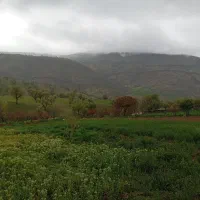 یونجه خورد شده با کاموا قدیمی