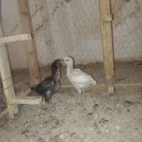 جوجه لاری