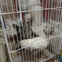 مرغ و خروس لهستانی ۵ ماهه