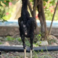 جوجه لاری اصل نصل دار