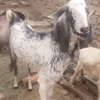 نربز