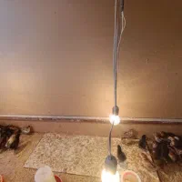جوجه 10 روزه گلپایگانی اصل