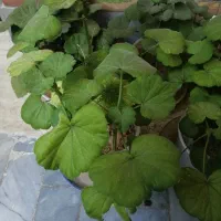 سمعدانی