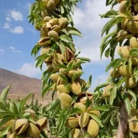 بادام درختی