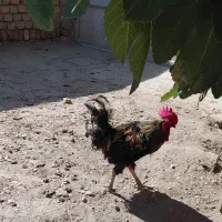 خروس لری جوان