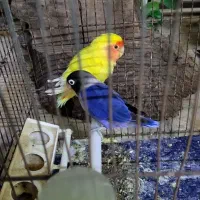 پرنده کوتوله