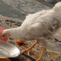 یک عدد خروس زیبا