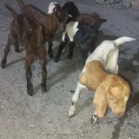 ۵عددکهره شیری نرو ماده دوقلو سه قلو دونه.ای۳۶۰۰