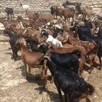 بز جوان وآبستن