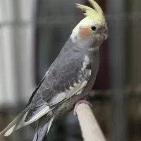 عروس‌هلندی‌نر شش‌ماهه‌